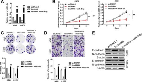 Overexpression Of Mir P Reverses The Inhibitory Roles Of Linc