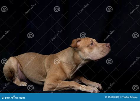 Retrato De Un Perro De Pit Bull Sentado Y Mirando Hacia El Fondo Negro