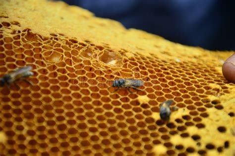 Imagen Macro De Una Colmena En Un Panal De Miel Las Abejas Producen