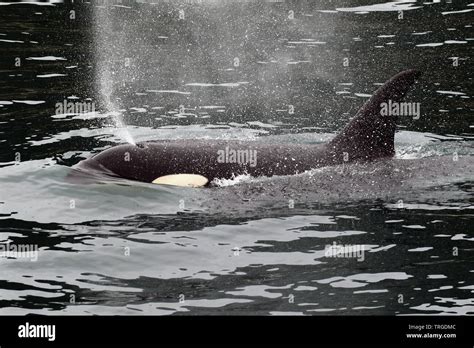 Orcinus Orca Killer Whale Hi Res Stock Photography And Images Alamy