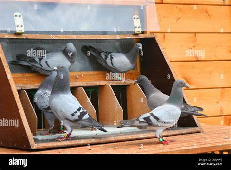 Homing Pigeon Columba Livia Domestica F Les Pigeons Voyageurs Au