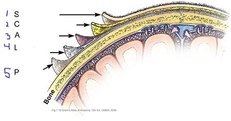 BIOL 2325 10) Layers of Scalp Diagram | Quizlet