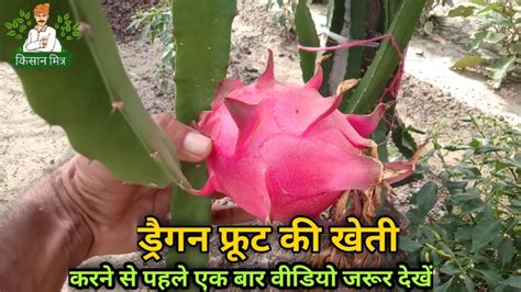 ड्रैगन फ्रूट की खेती कैसे करें How To Do Dragon Fruit Farming Dragon