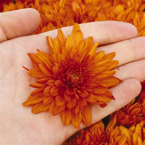 Chrysanthemum X Morifolium Sunbeam Orange Garden Mum Garden Center