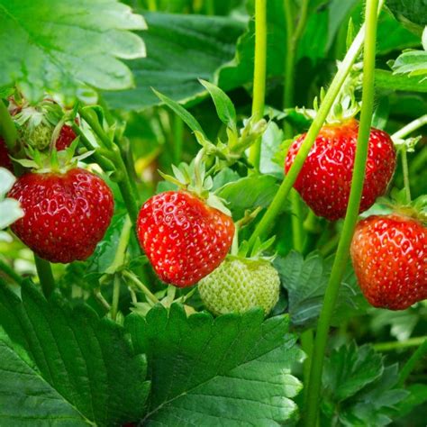 Fragaria ananassa truskawka sadzonka 15cm Sklep z roślinami CocaFlora