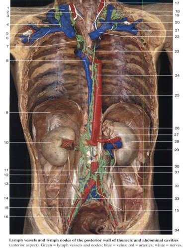 Lymphatic System Histology Flashcards Quizlet