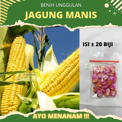 Jual 20 Biji Benih Jagung Manis Baruna Bibit Jagung Shopee Indonesia