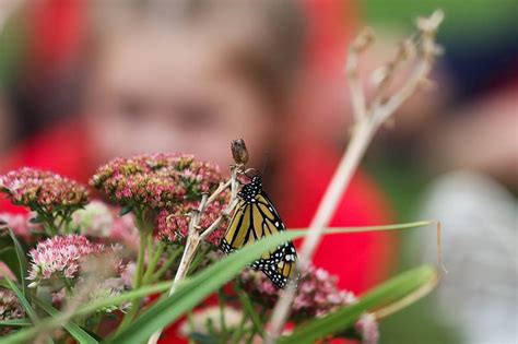 Photos Monarch Butterfly Release Shaw Local