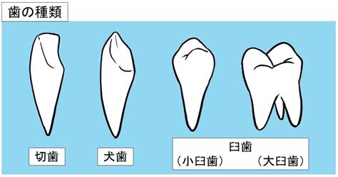 歯の種類 ｜ 八王子市大塚の歯医者 入れ歯・インプラント・矯正 あきいけ歯科