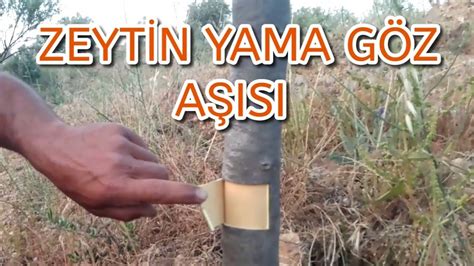 Zeyt N Yama G Z A Isi Nasil Yapilir Pencere Ekli Zeytin A S Ne