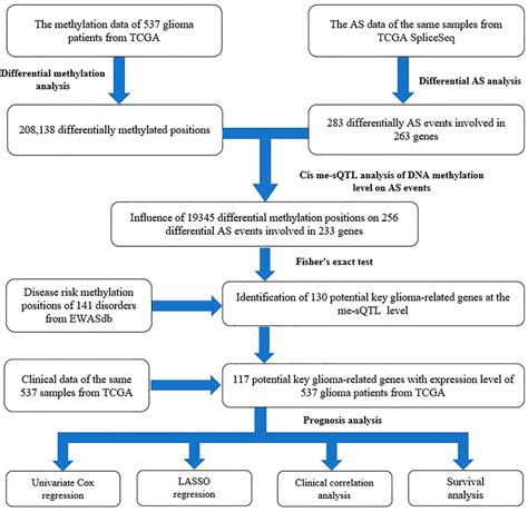 Frontiers Genome Wide Analysis For The Regulation Of Gene Alternative