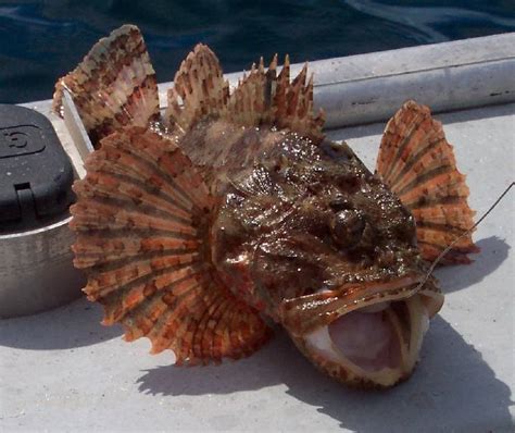 Sculpin Season Bloodydecks