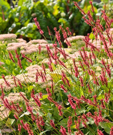 Persicaria Amplexicaulis Taurus Mountain Fleece