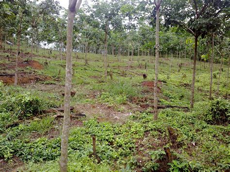 Lekir Agro Projek 1 Tanaman Getah