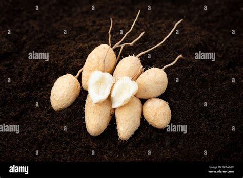 Topi tambo fotografías e imágenes de alta resolución Alamy