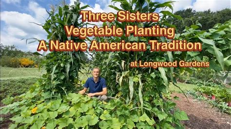 Three Sisters Veggie Planting A Native American Planting Method That