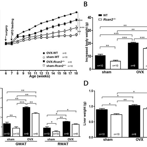 Serum Levels Of Estradiol And Expression Of Rcan2 MRNA In OVX Mice A