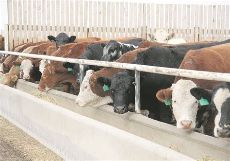 Feedlot Growth Overtakes Herd Size The Western Producer