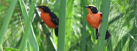 LAKE VICTORIA KISUMU BIRDING DAY TOUR Cisticola Tours LTD