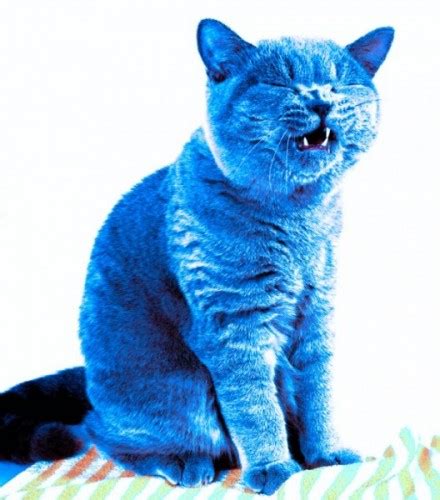 Create Meme Blue Cat Blue Cat Blue Cat Kittens Pictures