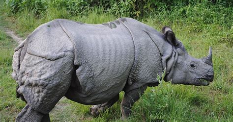 Sources And Methods: What Is A "Gray Rhino" And How Do I Tackle One ...