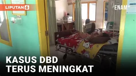 VIDEO Terus Meningkat Kasus DBD Di Polewali Mandar Capai 300 Kasus