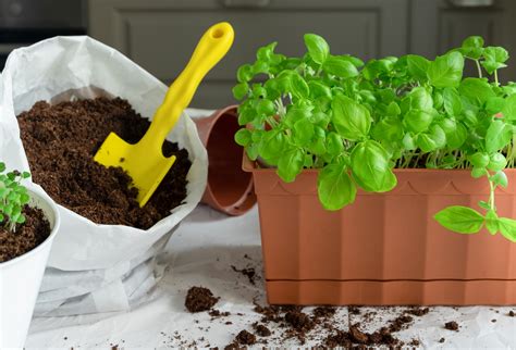 Starting With The Right Soil For Your Basil Plants Food Gardening Network