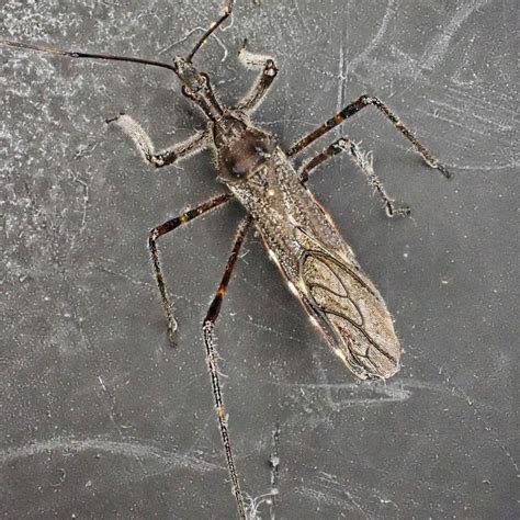 Zelus tetracanthus (4-spurred Assassin Bug) – 10,000 Things of the