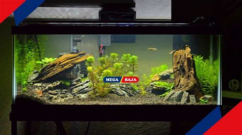 Mudah Ini Langkah Langkah Membuat Aquascape Untuk Pemula Di Rumah