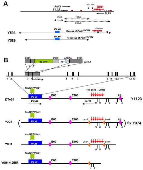 Summary Of Yac Transgenic Mouse Lines A Schematic Map Of Human