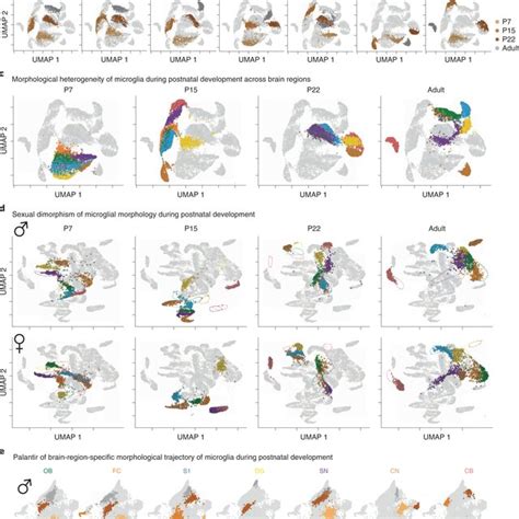 Morphomics Identifies Sexually Dimorphic Microglial Morphology In