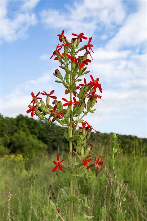 Royal Catchfly Silene Regia Wildflower Stock Image Image Of