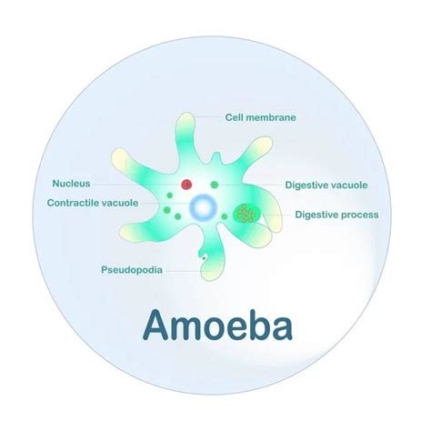 Contractile Vacuole In Amoeba