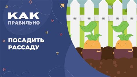 Как и когда сажать рассаду? - YouTube