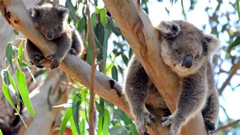 The Koalas of Kangaroo Island | Andrews Fabulous Travel Blog