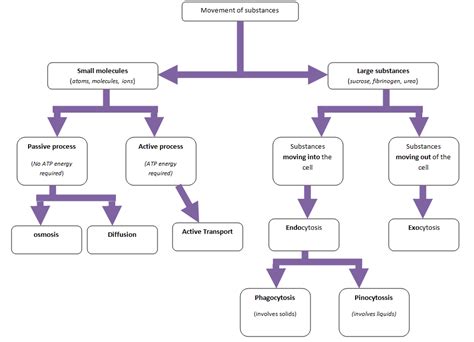 Concept Map Transport Across Cell Membrane United States Map