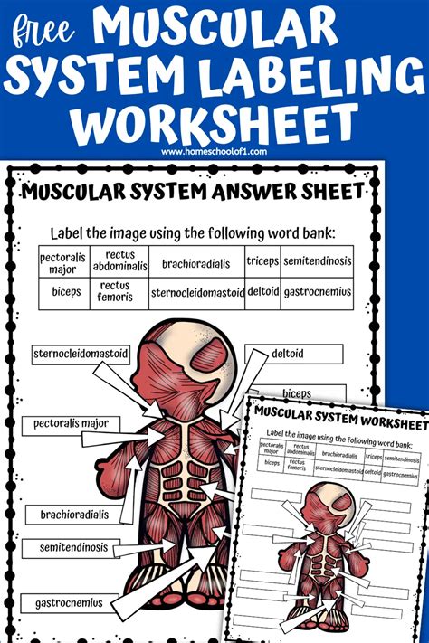 Free Muscular System Labeling Worksheet Homeschool Of