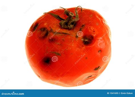 Rotten Tomato 2 Royalty Free Stock Photo Image 1541695