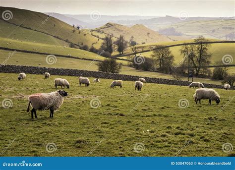 Sheep Animals In Farm Landscape On Sunny Day In Peak District Uk Stock