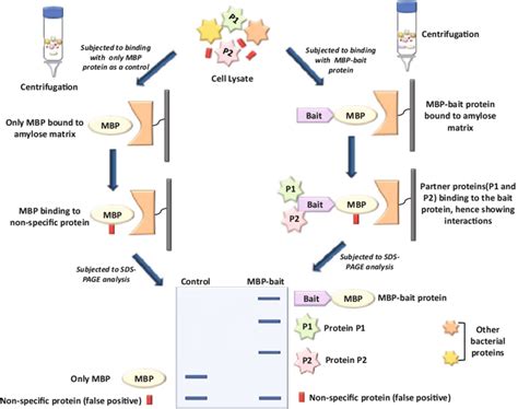 6 Outline Of An MBP Based Pull Down Assay The Procedure On The Left