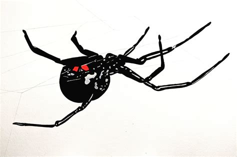 Latrodectus mactans : r/Watercolor