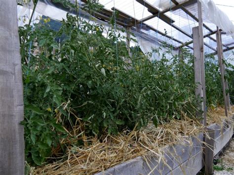 Comment Et Quand Planter Des Tomates Au Refuge DES GRAINES