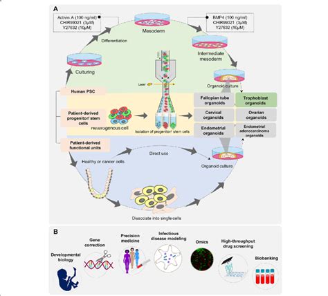 Schematics Of Mainstream Human Reproductive Organoids And Their