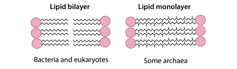 Archaea Vs Bacteria Cell Wall