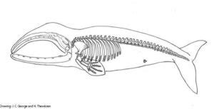 Bowhead Whale Anatomy & Physiology Studies