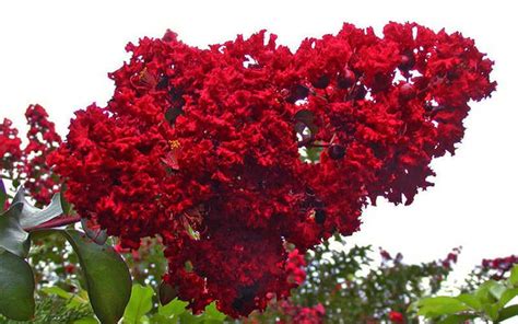 Buy Dynamite Red Crape Myrtle Free Shipping Wilson Bros Gardens 3
