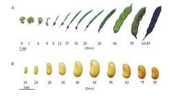 SciELO Brasil Maturation And Desiccation Tolerance In Seeds Of