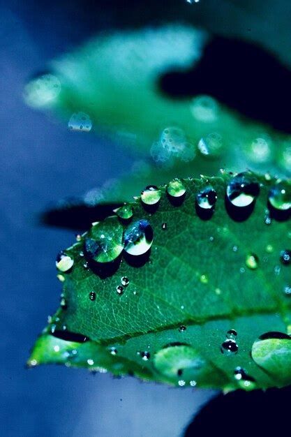 Premium Photo Macro Shot Of Raindrops On Leaf