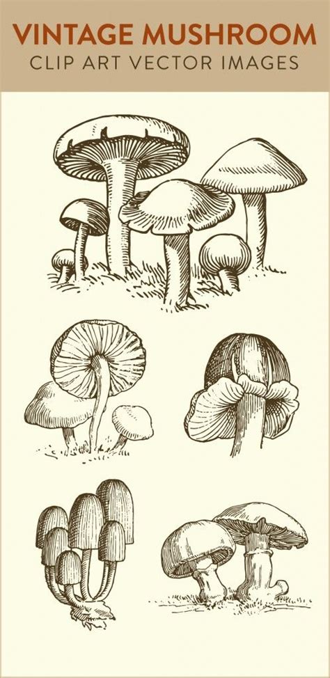 Stock Images Vintage Mushroom Clip Art Mushroom Drawing Clip Art