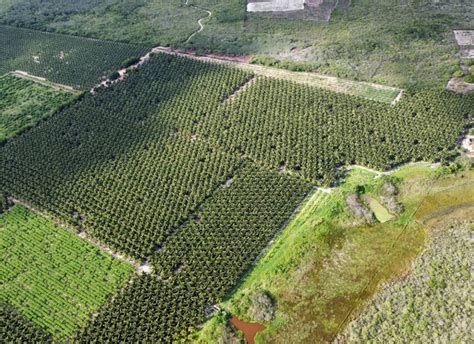 Perímetro Irrigado do DNOCS atua no desenvolvimento do Brasil